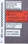 Etikett zu Melanotus saetosus (Platia, 2009)